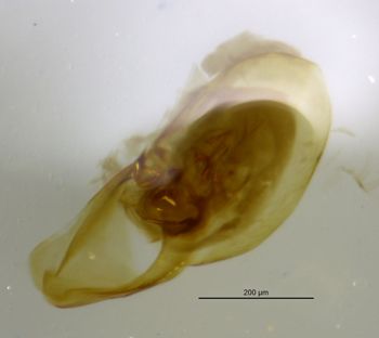 Media type: image;   Entomology 6567 Aspect: body parts